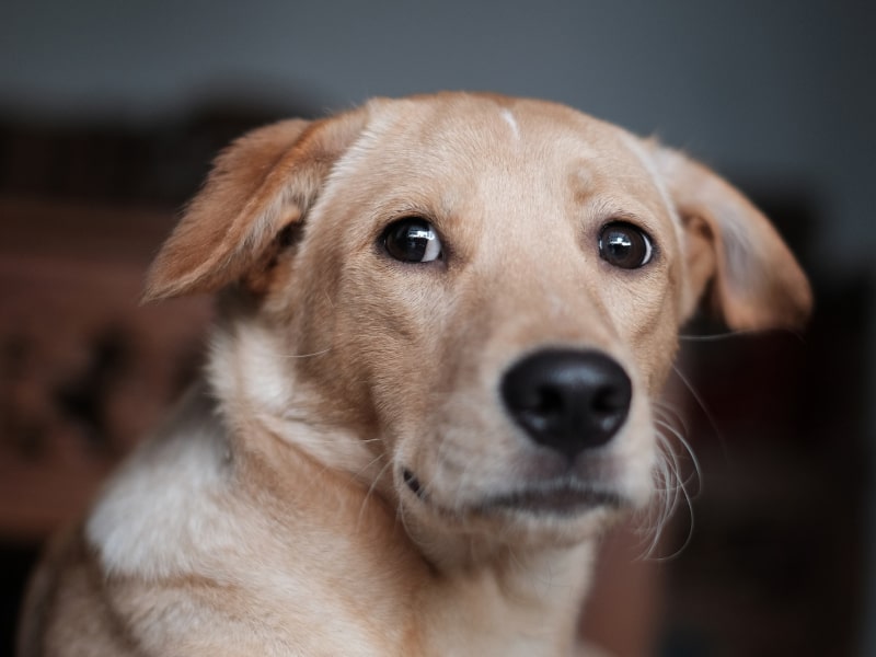 Is Heart Failure In Dogs Painful